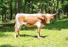 Southern Eye Candy