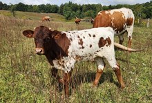 MM Maxim On Safari/ GIG Give Him Thanks bull