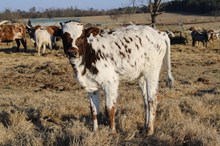 Silver Southern Woman