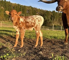 PIP PIP SHOOTING STAR x TRUST YOUR FAITH (Bull)