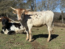 KCCI Reba x KCCI Hangin On 2 U Heifer