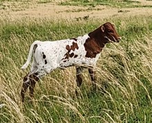 MM Miss Profit 4 Duchess Heifer