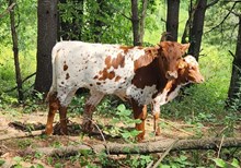 MM Miss Profit 4 Duchess Heifer
