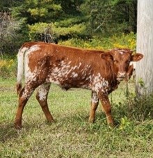 MM AccelerateYour Safari Heifer