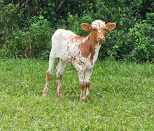 MM SelenaCommands Profit/ Give Him Thanks heifer
