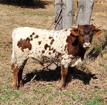 MAX THX 201911 PROFIT MM 