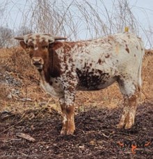 MM 911ProfitCommands Thx