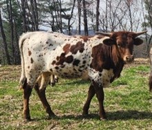 MM 911Thx Profit4Duchess